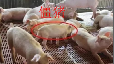 怎么讓僵豬脫韁，趕上正常豬的生長(zhǎng)-上海邦森