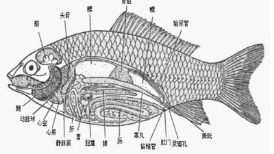 腸道好，水產(chǎn)養(yǎng)殖效益好-上海邦森