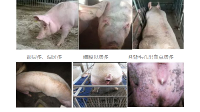 5大信號(hào)辨別母豬健康水平-上海邦森