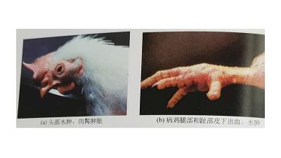 冬季禽流感高發(fā)，上海邦森教您輕松應(yīng)對(duì)禽流感